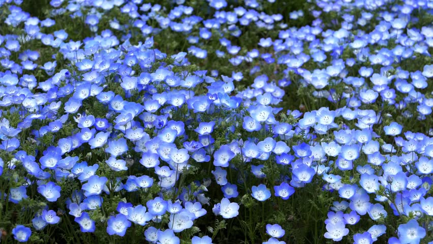 Nemophila Flower Field Baby Blue Eyes Flowers In The Nemophila Flower Field Baby Blue Eyes Flowers In The Garden Stock Footage Video 9737321 Shutterstock