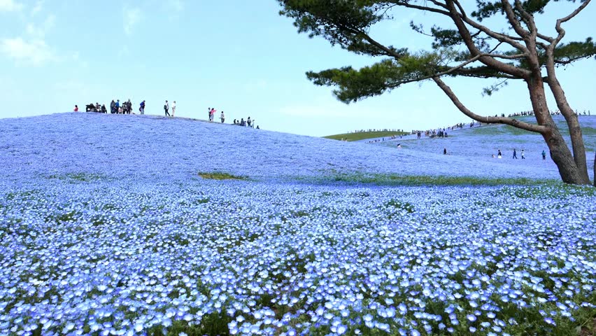 Nemophila Flower Field Baby Blue Eyes Flowers In The Nemophila Flower Field Baby Blue Eyes Flowers In The Garden