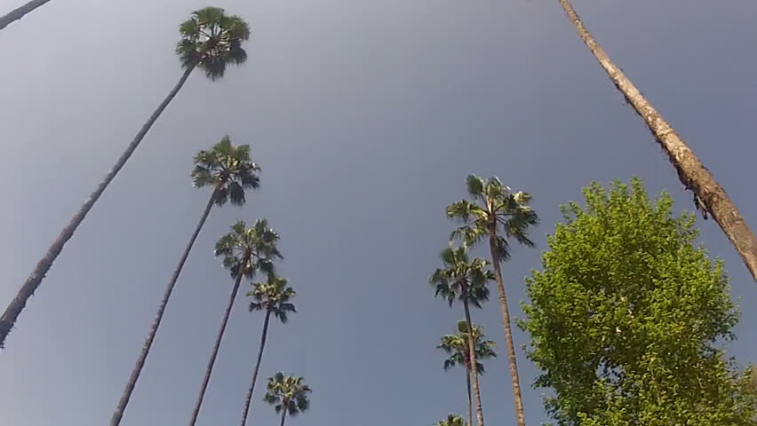 Header of Pam