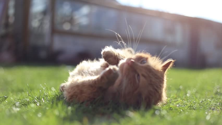 Image result for cat in the sun
