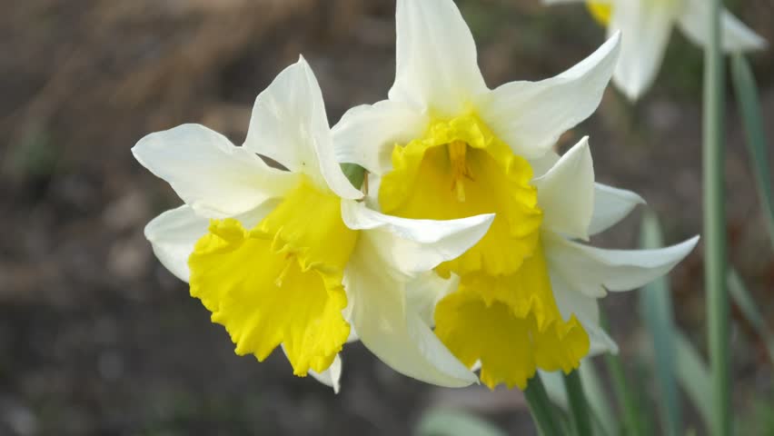 Daffodils 4k Flowers Spring Springtime Background Seasonal Daffodils 4k Flowers Spring Springtime Background Seasonal Summer Season Beautiful Delicate Scenery Blooming Blossoming Flowering