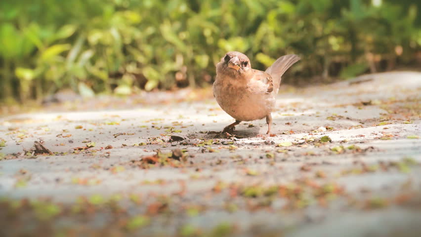 Header of Ammodramus leconteii